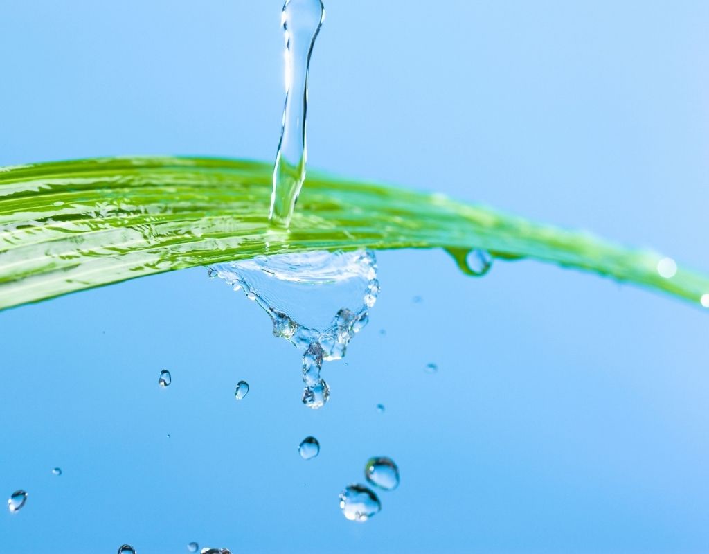 植物の葉に水がかかる様子