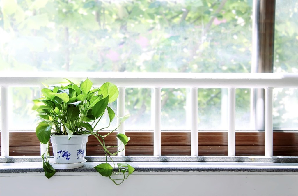 窓際の植物の画像