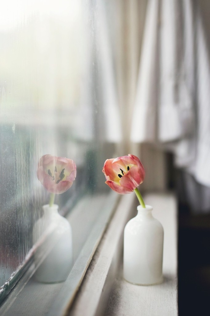 窓際の花の画像