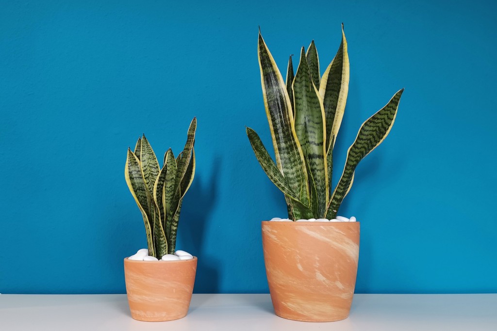 観葉植物の画像