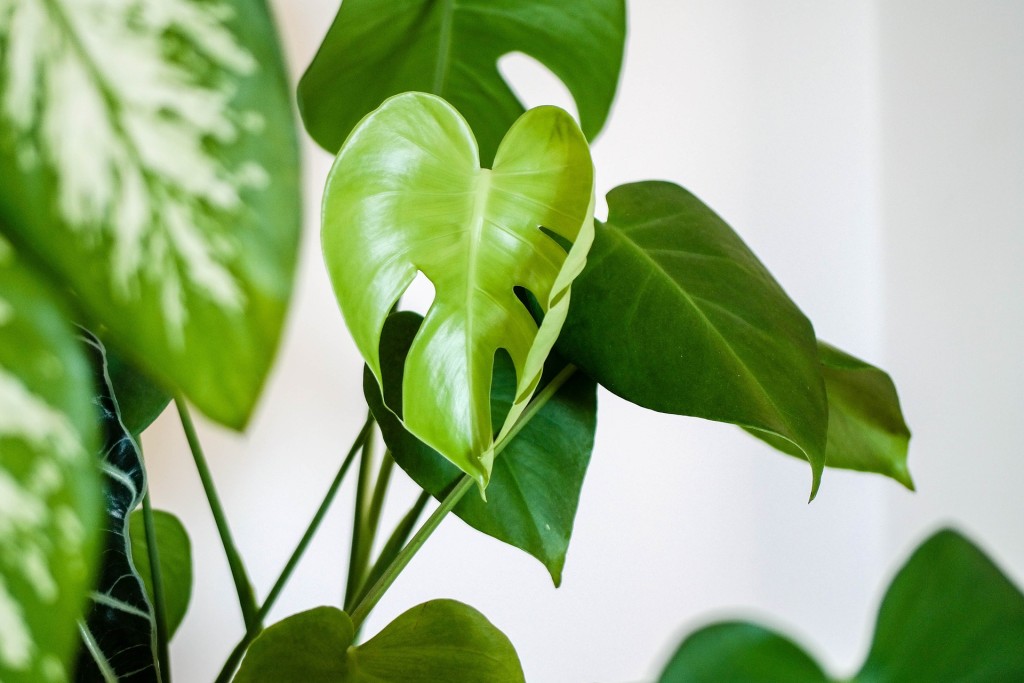 観葉植物の画像