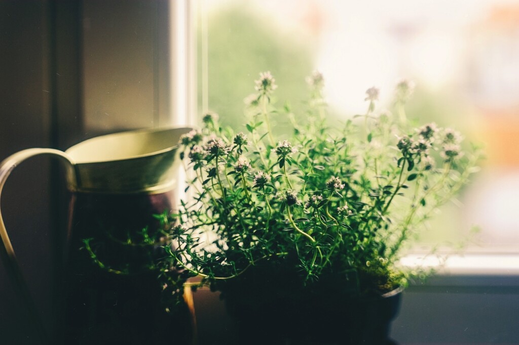 窓際の植物の画像